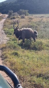 903K views · 7K reactions | Have you ever seen an antelope dance? A...