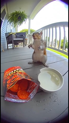 Squirrel Tries Spicy Chip and Instantly Regrets It! 😂🔥🐿️ #FunnyAnimals #SquirrelChallenge #SpicyChip #AnimalReactions #ComedyReel #FluffySquirrel #SpicyChallenge #ViralVideo | Lala Sana
