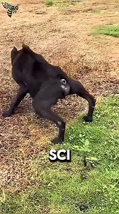 8K views · 29 reactions | Unusual Dog Breeds You’ve Probably Never Seen #animalfacts #wildlife #facts | Video Content Vairal | Facebook