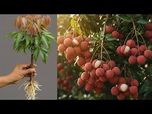 How to Get Faster Roots on Your Lychee Cuttings🌿