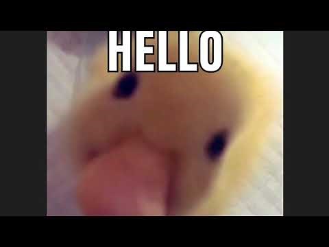 Hello? Hi... meme