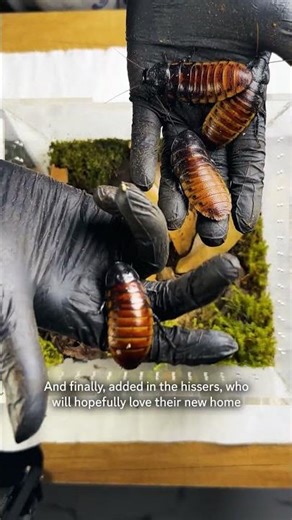 Madagascar Giant Hissing Cockroach Enclosure Build