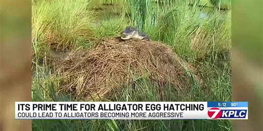 Experts say to expect a rise in aggressive alligators during egg-hatching season