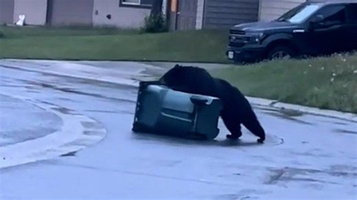 Bear-proof trash can proves to be a difficult opponent for this furry animal
