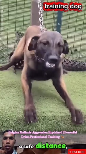Belgian Malinois Aggression Explained | Powerful Drive, Professional Training 🐕‍🦺 #germanshepherd