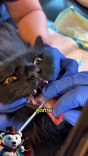 ช็อกทั้งคลินิก! หมอดึงสิ่งนี้ออกมาจากปากน้องแมว #แมว #catsoftiktok