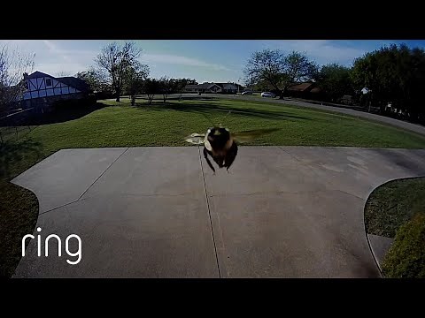 Buzz Yourself In: Bumblebee Stops for a Visit | RingTV