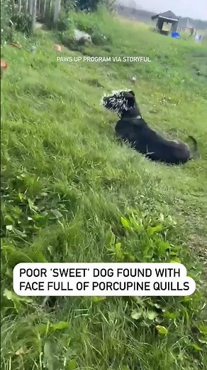 Poor 'sweet' dog found with face full of porcupine quills