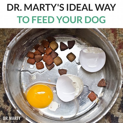 332K views · 971 reactions |  Do Dogs Really Need to Eat Meat? Beloved veterinarian, author and creator of Nature's Blend, Dr. Marty Goldstein weighs in on the debate—and shares important nutrition facts ALL owners should know. Discover a powerful key to dog health & longevity now smarturl.it/DrMarty_Dog  Delivered To Your Door  Made in USA | Dr. Marty Pets | Facebook