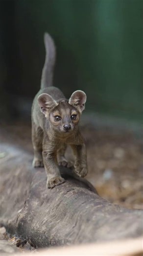 36K views · 385 reactions | Chester Zoo announces birth of 'rare' animals | Liverpool Echo What's On | Facebook