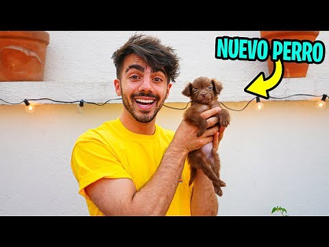 ESTE ES EL NUEVO PERRO DE LA VECIBANDA! *broma*