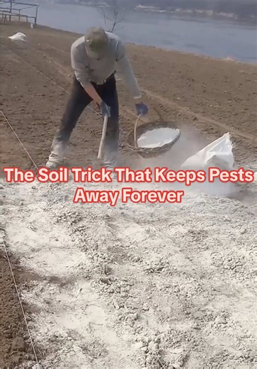 The Soil Trick to Keep Pests Away Forever