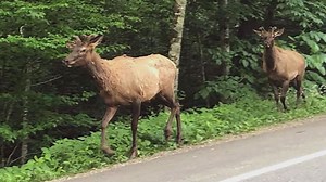 Great Smoky Mountains elk take high road to Tennessee