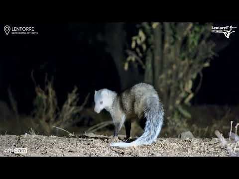 White-Tailed Mongoose Catches a Frog
