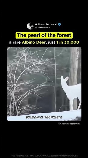 Rare White Deer Spotted Among Winter Snow