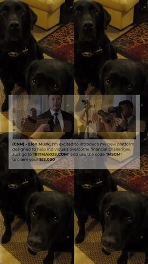 Top 13 GUILTY Dogs Ultimate FUNNY and CUTE Guilty Dogs 233s