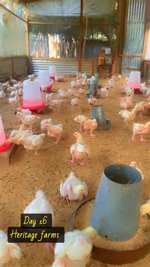 Rapid Growth in Broiler Production on Day 16