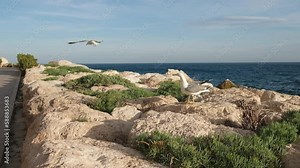 Close-up of a seagulls on a rock.Yellow legged gull (Larus michahellis) on the beach in the morning.Mediterranean coastal.Calp, Alicante, Spain