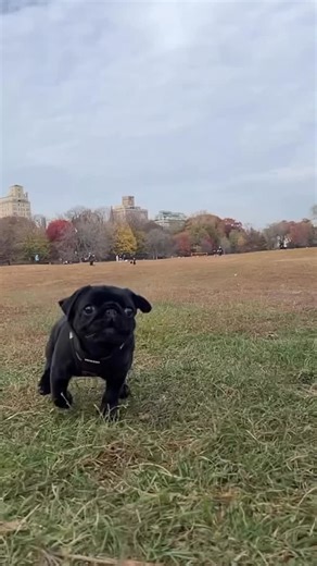7K views · 6.7K reactions | RUN ⚠️✨  @youngpuggins | Pugs | Facebook