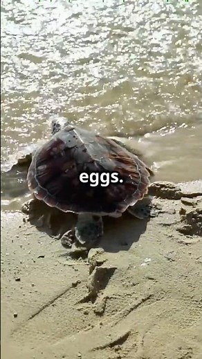 Amazing Baby Turtle Facts for Kids! 🐢 Fun Animal Shorts