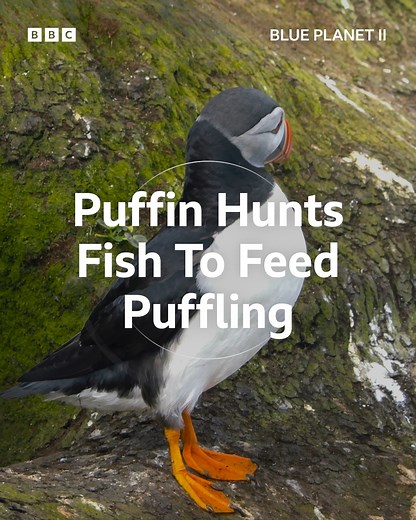 418K views · 7.9K reactions | When fish stocks are low, puffins must fly as much as 50 kilometres out to sea to catch food for their young. | BBC Earth | Facebook