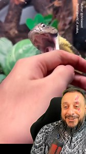 1M views · 10K reactions | Cobra rei é a mais poderosa de todas e eu...