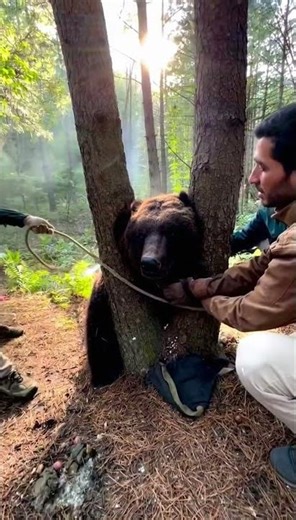 Stuck Bear Freed in the Forest — Real Teamwork Moments