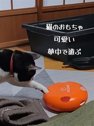 猫の狩猟本能が爆発…！🐈💨 穴から不規則に飛び出す羽に、うちの子が釘付けです。 忙しくて遊んであげられない時の運動不足解消にぴったり。 USB充電式でコスパも最高です✨ 夢中で追いかける姿に癒やされたい人は、左下のリンクをチェック！🛒 ​ #ペットいる暮らし #猫おもちゃ #猫好きさんと繋がりたい #ペット用品 #TikTokSHOP