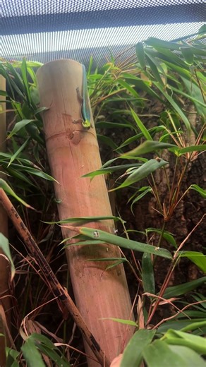 Bioactive setup/ using ProRep terrariums