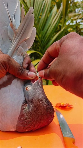 kalapati treatment vitamin 148 ||#birds #shots #pigeon #kabutar #pigeontreatment
