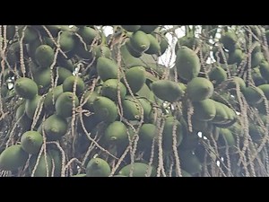 Identifying beautiful standard areca nuts for export, need to plant standard varieties