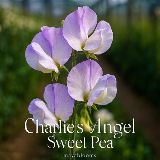 50 King’s High Scent Sweet Pea Seeds - Extra-fragrant, Cream & Lavender Blooms - Etsy