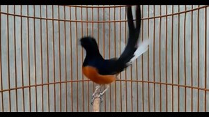 61K views · 886 reactions | Penikmat Kicau Murai Batu ☕ | Kicau Indonesia | Facebook