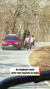 Tourists try to escape from charging elephant | Awesome