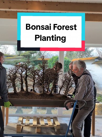 Creating a Stunning Bonsai Forest with Japanese Larches