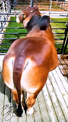 Three muscular bulls from Brownie's Ranch | Biggest Bulls Photography