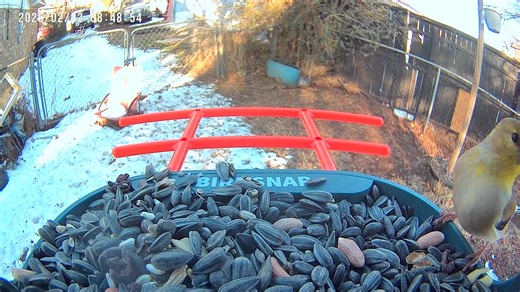 American Goldfinch feeding at the backyard feeder in Southern Oklahoma. A common year-round resident, often seen in small groups and frequently visiting feeders for sunflower seeds. Identified by its small finch shape, conical bill, muted yellow-olive body in winter, and black wings with white markings. #Birdtok #birdsoftiktok #nature #wildlife #oklahoma