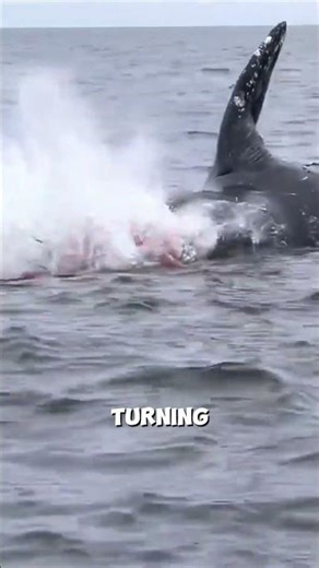 This Is Why Beached Whales Turn Into Bombs
