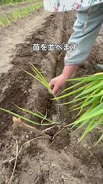 【農作業】ネギ苗植え付け🌱
