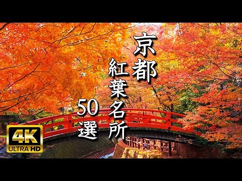🍁 [50 Kyoto Autumn Foliage Spots in 4K] See the Best Time to View at a Glance! Spectacular Views