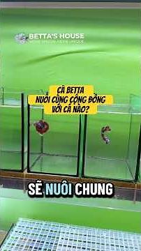 What fish are compatible with bettas? #bettashouse #betta #aquarium