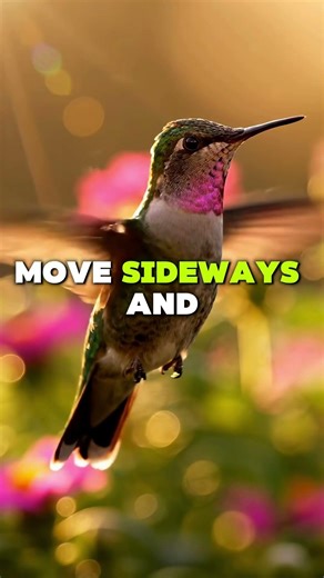 The Only Bird That Can Fly Backward | Nature’s Miracle