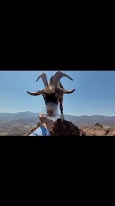 1.1M views · 31K reactions | Lo Encontramos Con Mucha Sed A El Chivito Que Vive Solo En El Desierto De California | Aventuras De California Sv | Facebook