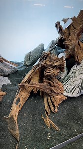 Hardscape layout creation in our dedicated Aquascaping shop and showroom. We can turn your layout ideas into a reality. #aquascapingshop #aquascaping #aquariumgardens #hardscape #hardscaping #aquariumdesign #aquariumdecor #aquariumwood #plantedtanks #natureaquarium #bogwood #seiryustone #aquascapingspecialists #aquascape | Aquarium Gardens