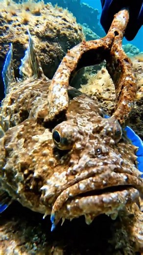 Instant Jaw Lock: The Power of the Monkfish #monkfish #fishing #oceanlife