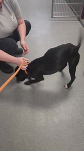 7.4K views · 212 reactions | NEWT NEEDS HELP!!!!! He will have to...