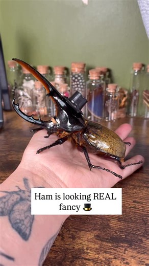 64K views · 5K reactions | Ham the hat king  Ham the Hercules beetle has helped me through the loss of spork so much :( I miss him so much already. #entomology #insectlovers #bugsofinstagram #coleoptera | Woodland Oddities | Facebook