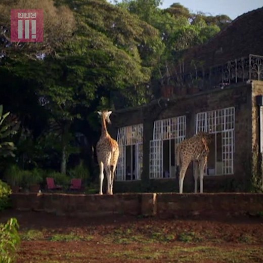 425K views · 1.6K reactions | The incredible hotel where you can share your breakfast with giraffes. | BBC Three | Facebook