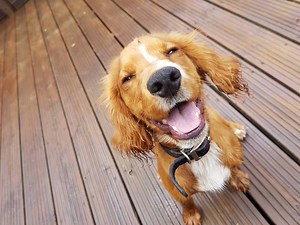 20K views · 344 reactions | Fern the 6 month old Cocker Spaniel has...