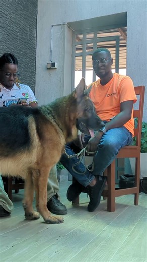 Petting German Shepherd before interview #dog #shorts #Germanshepherd
